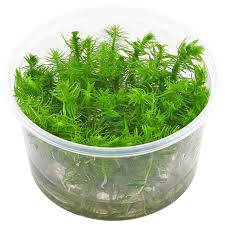 Image result for Cyphostemma robsonii