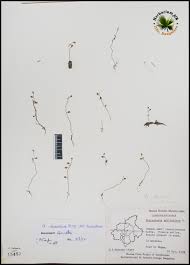 Image result for Utricularia scandens