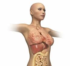 Human body parts idioms about the stomach. Woman Body Midsection With Interior Organs Superimposed