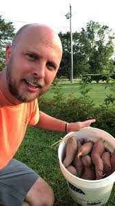 Planting Sweet Potato Slips