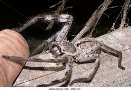 Image result for huntsman spider australia images