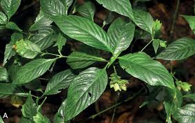 Image result for Rungia