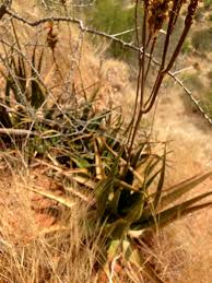 Image result for Aloe lutescens