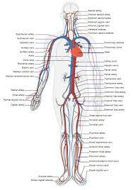 The carotid arteries extend out from the aorta artery, which transports blood out of the heart and is the body's largest artery. Pin On Learn Some Stuff