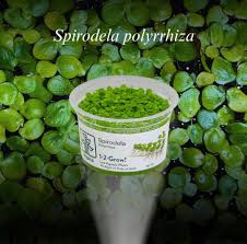 Image result for Spirodela polyrrhiza