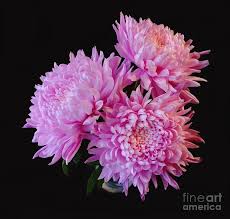 131 n porter ave, norman, ok 73071, usa. Football Mums Photograph By Ava Reaves