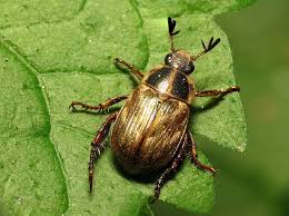 Will the sticky traps and bug zappers help kill these insects? How Can I Control The Beetles That Are Eating My Garden Unh Extension