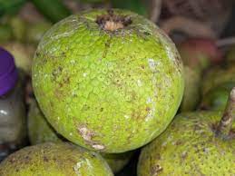 See more ideas about exotic fruit, tropical fruits, fruit trees. Unusual Tropical Fruits From The Caribbean Veggie Gardening Tips