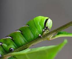 This guide to green caterpillars makes i found a caterpillar it was about 4 to six inches long 1 inch round green and luminous yellow with a yellow tail i am sorry i never took a picture of it. Privet Hawk Moth Caterpillar Green Horn Tail Nature Insect Larva Metamorphosis Entomology Leaf Pikist