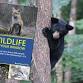 Fall Educational Program: "Wildlife Out Your Window" event image