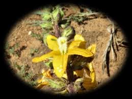 Image result for Alectra orobanchoides