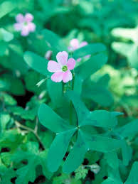 Oxalis Drummondii Drummond S Wood Sorrel 17546 Wood Sorrel Plants Shamrock Plant