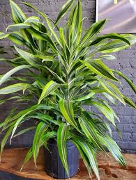 Dracaena seeds will begin to sprout in about four to. Pin On Garden