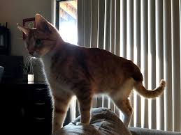 Osteosarcoma is also the most common bone tumor in cats, but the behavior of this tumor type is less aggressive than in dogs. My Cat Waffles Had To Get A Leg Amputation 7 Months Ago Due To A Bone Tumor Unfortunately We Found Out The Cancer Has Spread And We Will Have To Put Him
