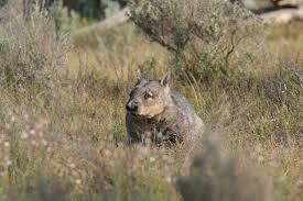 Image result for Southern hairy-nosed wombat