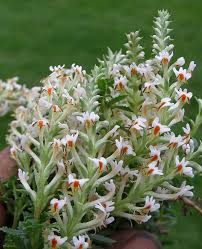 Image result for Hebenstretia