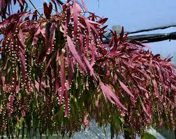 Image result for Euphorbia ramulosa