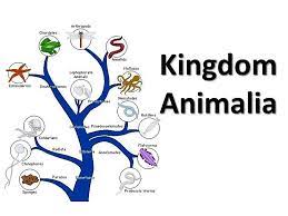 Check spelling or type a new query. Kingdom Animalia What Are The Characteristics Of All Of The Members Of Kingdom Animalia Eukaryotic Cells Multicellular Are Ingestive Heterotrophs Ppt Download