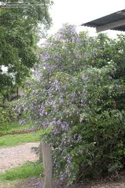 Jul 22, 2021 · and the tropical duranta plant (duranta erecta) delivers scores of pale blue, white, or violet blossom clusters for the entire growing season. Plantfiles Pictures Duranta Golden Dew Drop Pigeon Berry Sky Flower Sapphire Showers Duranta Erecta By Marleyv