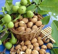 Valnøtt Juglans Regia - 1 plante i 4l potte
