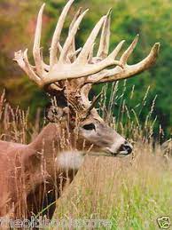 Check spelling or type a new query. Pin By Colleen Roback On Nature Whitetail Deer Pictures Whitetail Deer Whitetail Deer Hunting