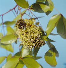 Image result for Brachystegia spiciformis