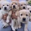 Our mission is to match the right loving home with the perfect loving companion. 1