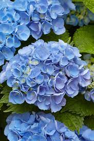 Buy hydrangea garlands flowers and get the best deals at the lowest prices on ebay! How To Get Blue Hydrangeas Better Homes Gardens
