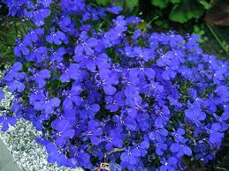 Flor Azul Nomes Significados Tipos E Fotos De Flores Azuis