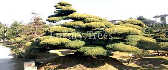 Schnelle lieferung rabatte informieren sie sich jetzt. Pflanzen Grosshandel Bonsai Gartenbaume Luxurytrees