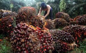 Berdasarkan data bloomberg indeks jakgri turun 2 40 persen pada penutupan perdagangan hari ini jumat 4 12 2020. Fitch Solutions Kerek Proyeksi Harga Cpo Tahun Ini Market Bisnis Com