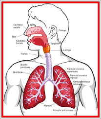 We did not find results for: Respiratia Pulmonara
