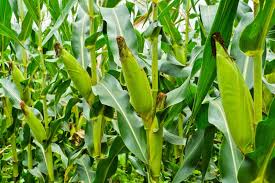 Rugosa), is most often sold and enjoyed fresh as a vegetable, or it may be. How To Harvest And Store Corn