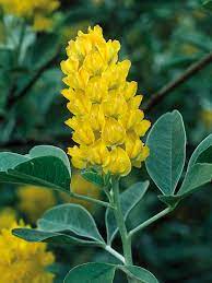 Cytisus Battandieri Argyrocytisus The Pineapple Broom Is A Rare But Desirable Small Tree The Foliage Is Velvety In Te Types Of Shrubs Fragrant Garden Shrubs