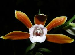 Image result for Phaius mannii