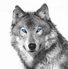 Callas Wagner On Twitter Wolf With Blue Eyes Wolf Face Tattoo Wolf Face