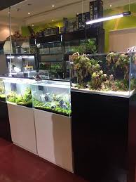 Pin By Fish Pools Trading Llc On Aquascaping Uae Aquascape Aquarium