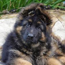Jax The German Shepherd Puppy Long Coat 11 Weeks Old Instagram Chewie Jax The Gsds German Shepherd Puppies Puppies German Shepherd Dogs