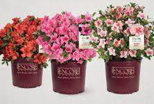10 Best Uses For Encore Azaleas By Size Azaleas Landscaping Front Flower Beds Azalea Shrub