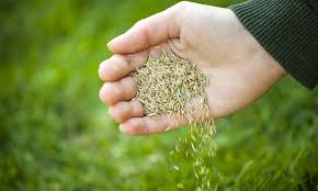 10 Best Best Grass Seeds 2019 Bestofmachinery