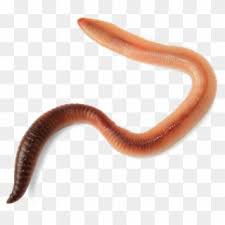 It actually quite good for the health of the soil. Transparent Worms Translucent Subnautica Tiny Creature Clipart 2798077 Pikpng