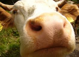 Tirer la langue \ti.ʁe la lɑ̃ɡ\ intransitif (se conjugue → voir la conjugaison de tirer). Expression Idiomatique Parler Francais Comme Une Vache Espagnole Lepetitjournal Com