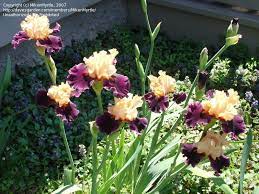 Ocelot Growing In Zone 8 April 2007 Plants Bearded Iris Iris