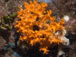 Image result for Actinanthella