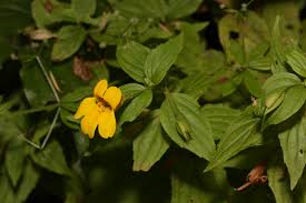 Image result for Phragmanthera edouardii