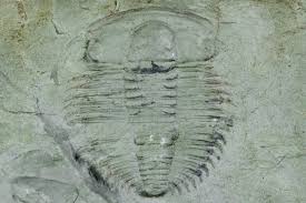 Image result for Basananthe triloba