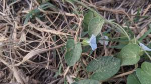 Image result for Ipomoea plebeia