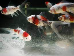 About the Shubunkins – The goldfish that is called “The Poor Man's Koi” |  My Goldfish Is Alive!