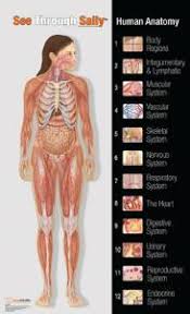 Four transparent overlays simulate the peeling away of layers of tissue to reveal. See Through Sally Anatomy Chart Set Vwr