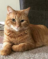 cute cats meow s kittycats go meow profile on instagram 56 posts in 2021 cute cats orange tabby cats pretty cats